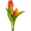 Tulpen-Bund "Sally" Orange