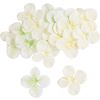 Hortensia bloesems Cream