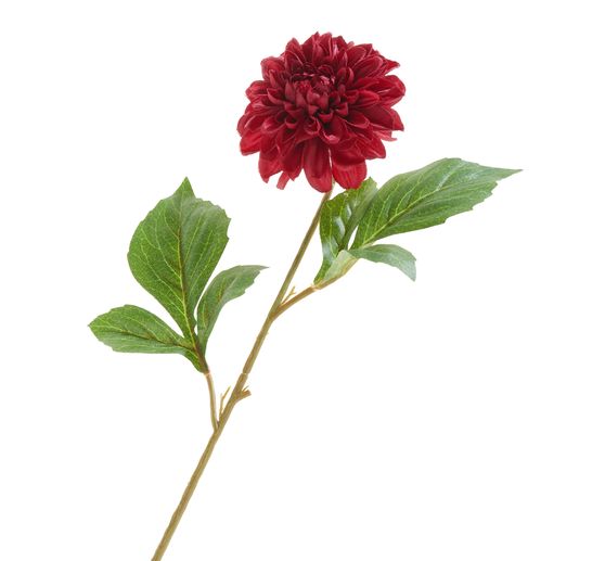 Dahlia "George Spray