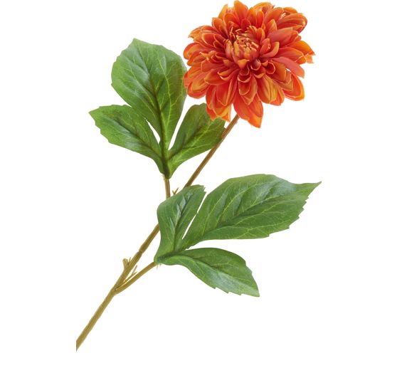 Dahlia "George Spray