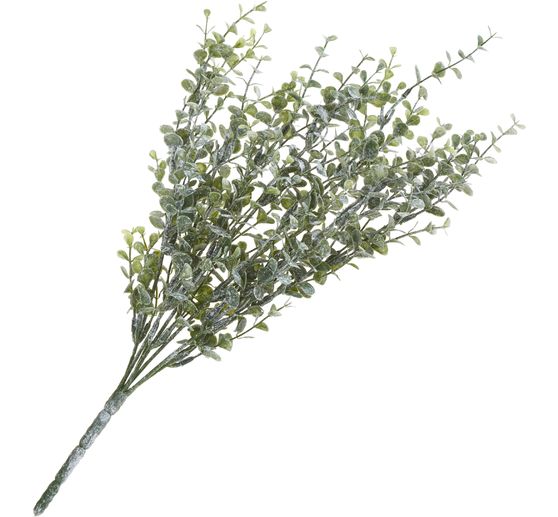 Eukalyptus-Busch