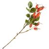 Rosehip branch Orange