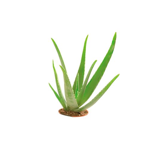 Glycerin Öko-Gießseife "Aloe Vera", transparent