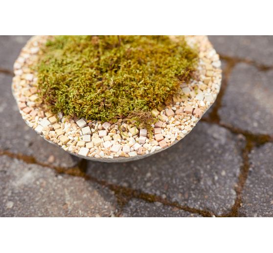 Plantkom Florina, modder